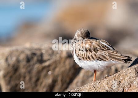 Ruddy Turnstone dormant en se tenant sur une jambe, sur Un Big Rock Banque D'Images