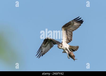 Osprey volant avec poisson sans tête, fond ciel bleu Banque D'Images