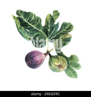 Fig. Isolées sur blanc. Illustration aquarelle peinte à la main. Figues avec feuilles vertes. Banque D'Images