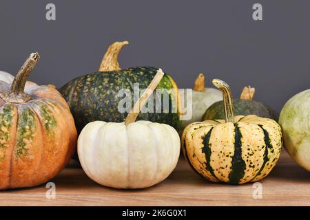 Baby Boo potiron et Sweet Dumpling squash entre xix de différentes citrouilles colorées et des cendres devant le mur gris Banque D'Images