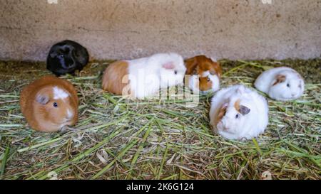 Les cobayes sont élevés pour la nourriture dans une ferme de la Vallée Sacrée, Cusco, Pérou Banque D'Images