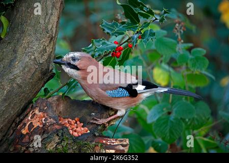 jay eurasien collectant des noix à mettre en cache Banque D'Images