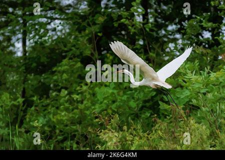 Création numérique de peinture aquarelle de Great Egret transportant un petit oiseau pendant le vol Banque D'Images