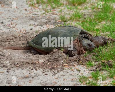 Un gros plan d'une tortue serpentine reposant sur un sol sablonneux Banque D'Images