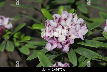 Daphne x transatlantica, fleur de parfum rose Banque D'Images