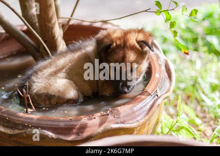Le chiot brun triste se trouve dans l'eau dans un grand pot de fleurs. Faible profondeur de champ. Photo horizontale. Banque D'Images