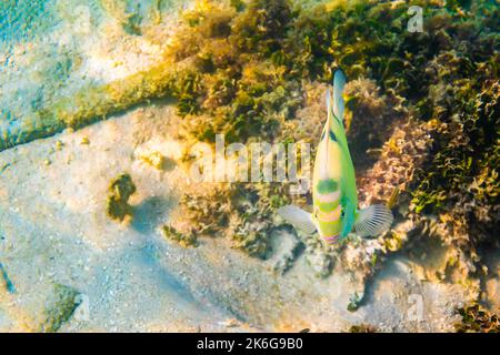 Poisson rayé noir jaune au récif de corail près de l'île Ko Lipe, Thaïlande. Plongée sous-marine dans la mer d'andaman. Banque D'Images