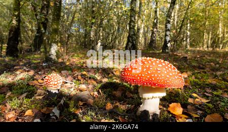 Fly agaric (Amanita muscaria) dans les bois de Birch sur colliers Moss, un ancien site de colliery à St Helens, Merseyside, Royaume-Uni Banque D'Images