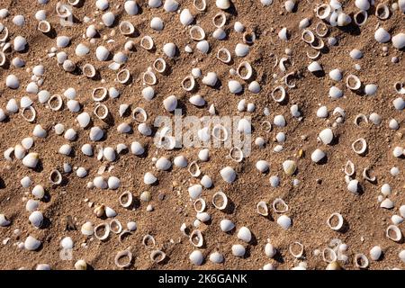 Coquillages dans le sable formant un tapis. Contexte pour les concepteurs. Banque D'Images