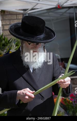 Un juif hassidique orthodoxe avec un long peyot maurique inspecte une berlav en préparation pour les vacances de Sukkot. À Williamsburg, Brooklyn, New York. Banque D'Images