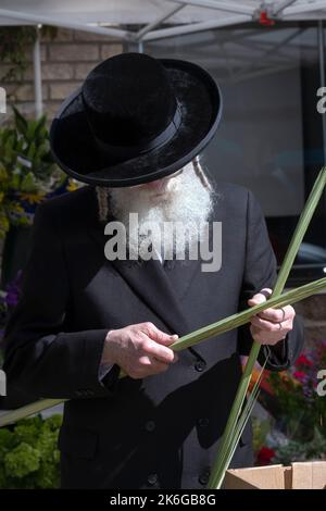 Un juif hassidique orthodoxe avec un long peyot maurique inspecte une berlav en préparation pour les vacances de Sukkot. À Williamsburg, Brooklyn, New York. Banque D'Images
