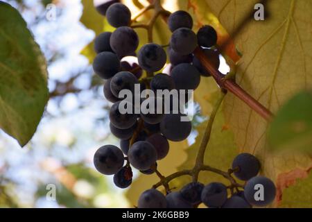 Les raisins charnus, lourds Isabella mûrissent d'une couleur rouge pourpre foncé accrochée sur la vigne attendant d'être cueillis pour la production de table, de jus ou de vin. Banque D'Images