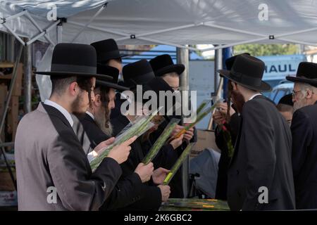 En vue de la fête de Sukkos, les hommes juifs orthodoxes examinent hadasim - branches de myrte - à utiliser dans les services de Sukkot. À Brooklyn, New York. Banque D'Images