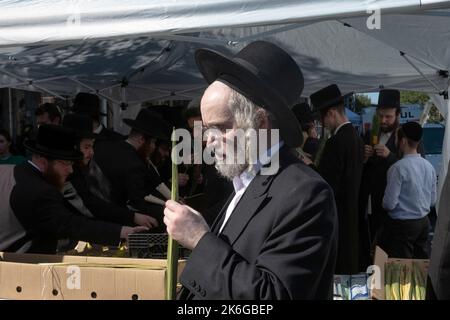 Un juif hassidique orthodoxe avec un long peyot maurique inspecte une berlav en préparation pour les vacances de Sukkot. À Williamsburg, Brooklyn, New York. Banque D'Images