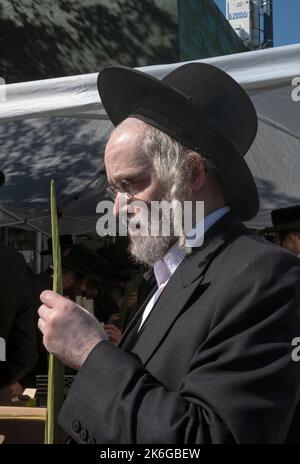 Un juif hassidique orthodoxe avec un long peyot maurique inspecte une berlav en préparation pour les vacances de Sukkot. À Williamsburg, Brooklyn, New York. Banque D'Images