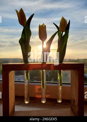 plante de la chambre sur la fenêtre avec un fond de paysage étonnant. Banque D'Images