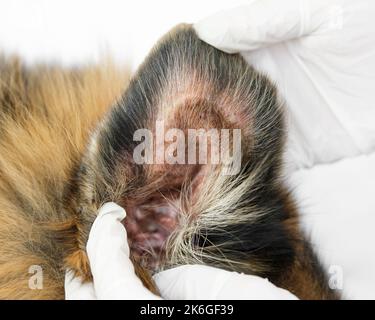 Gros plan d'un médecin vétérinaire portant des gants médicaux blancs pour vérifier l'oreille d'un vieux chien de berger allemand. Banque D'Images