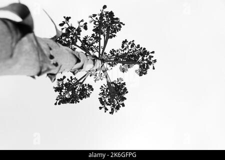 Plan noir et blanc de la tige florale verticale d'Agave salmiana en silhouette. Vue à angle bas. Banque D'Images