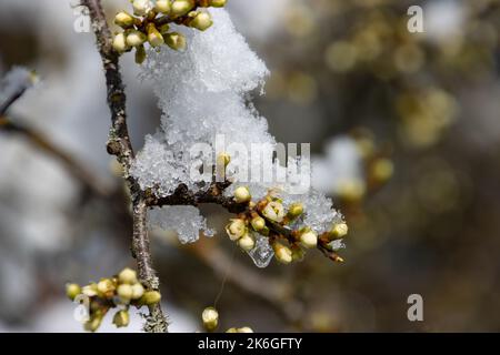 Boutons de fleurs d'un buisson noir recouvert de neige et de glace Banque D'Images