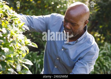 Joyeux homme afro-américain senior travaillant dans le jardin Banque D'Images