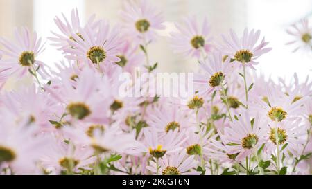 Argyranthème fleurs roses (fleur de brousse argentée) 91 Banque D'Images