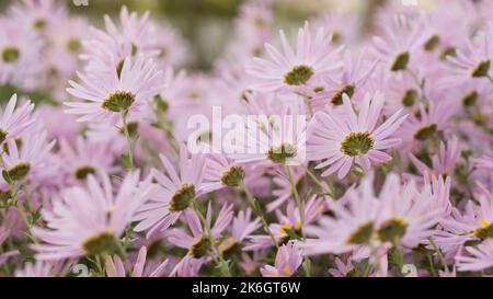 Argyranthème fleurs roses (fleur de brousse argentée) 92 Banque D'Images