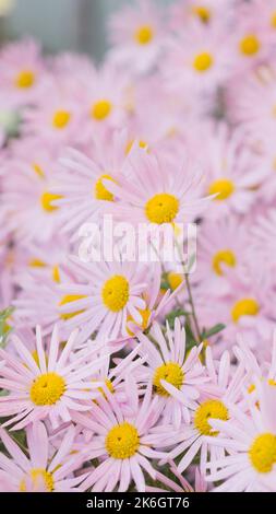 Argyranthème fleurs roses (fleur de brousse argentée) 94 Banque D'Images