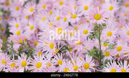 Argyranthème fleurs roses (fleur de brousse argentée) 95 Banque D'Images