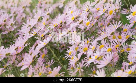 Argyranthème fleurs roses (fleur de brousse argentée) 96 Banque D'Images