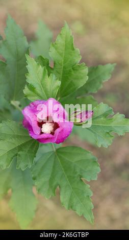 Fleur d'hibiscus violet sur fond vert Banque D'Images