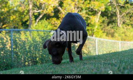 Un Labrador retriever noir, Canis lupus familiaris marchant sur une herbe Banque D'Images