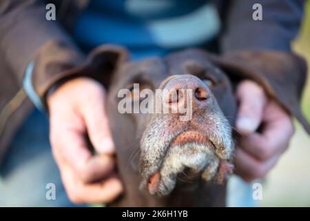 Les mains du propriétaire sont en train de traquer un chien de kurtshaar. Banque D'Images