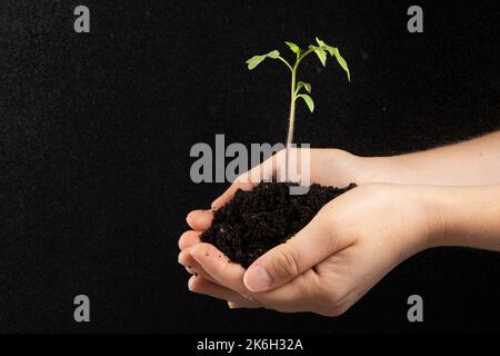 Un jeune germe avec la terre entre les mains d'un homme. Le thème de l'horticulture et de l'écologie. Banque D'Images