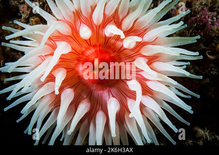 Anemone rouge du Nord sous l'eau dans le fleuve Saint-Laurent Banque D'Images