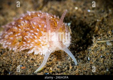 Nudibranch de saumon sous l'eau du fleuve Saint-Laurent Banque D'Images