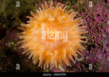 Red Stomphia Anemone sous l'eau du fleuve Saint-Laurent au Canada Banque D'Images