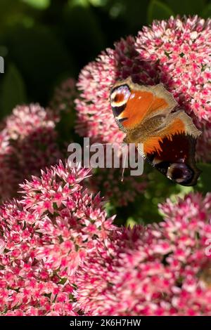 Un papillon de paon mange sur une fleur rose de Sedum - chou de lièvre. Un parterre de fleurs pollinisation par les insectes. Les papillons volent. Nature ensoleillé jour. Insecte. Ailes de papillon. Plante verte en gros plan. Banque D'Images