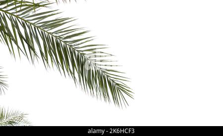 Feuilles de palmier vertes isolées sur fond blanc, fond panoramique avec mise au point sélective et zone d'espace de copie Banque D'Images