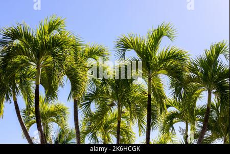 Arrière-plan tropical naturel avec palmiers sous le ciel bleu en journée. Roystonea regia communément connu comme le palmier royal cubain ou le royal de Floride Banque D'Images