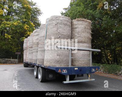 Grosses balles de foin rondes à l'arrière d'un camion à plateau. Banchory, Écosse, 09-10-2022 Banque D'Images