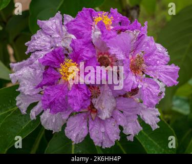 Vue rapprochée d'un groupe de fleurs de la lagerstroemia speciosa aka crepe myrte ou fierté de l'Inde isolé sur fond naturel Banque D'Images