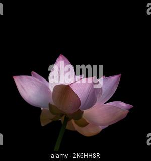 Vue en gros plan de magnifiques fleurs de lotus rose rétroéclairées sur fond noir Banque D'Images