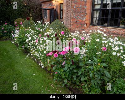 Chenies Manor avec une belle bordure herbacée remplie de Dahlia 'andra' et de Marguerites blanches en octobre après-midi. Banque D'Images