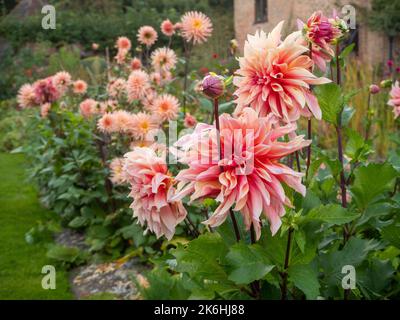 Pelouse en contrebas de Chenies Manor avec jardin rose saumon et pêche douce Dahlia 'Preference' et Dahlia 'Labyrinth' avec bâtiment Tudor restauré à l'arrière. Banque D'Images