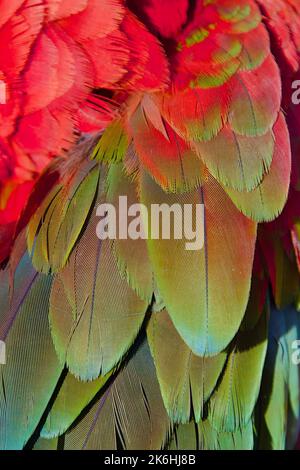 Détail de la couverture de l'aile supérieure verte Feathers d'Une Macaw rouge et verte, Ara chloropterus Banque D'Images
