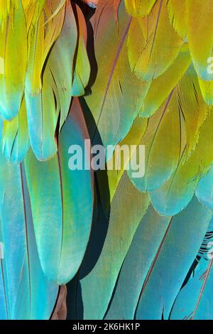 Détail des couvre-ailes inférieures Blue Green de Feathers d'Une Macaw rouge et verte, Ara chloropterus Banque D'Images