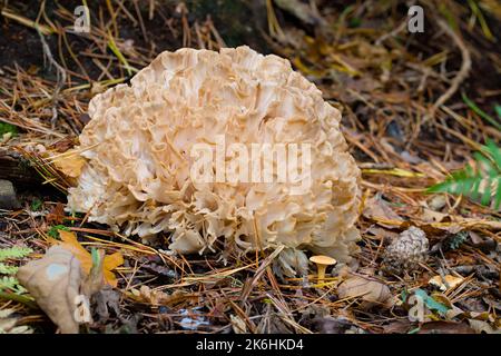 Mushroom de chou-fleur, Sparassis crispa, New Forest UK Banque D'Images