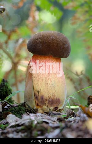 Immature Scarletina Bolete, Neoboletus praestigiator, New Forest UK Banque D'Images