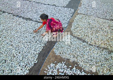 Les femmes traitent les petits poissons pour les affaires de poissons secs. Les travailleurs coupent et nettoient les poissons, ajoutent du sel, puis séchez-les sur une plate-forme en bambou. Banque D'Images