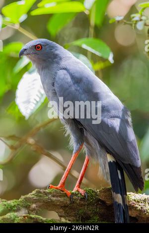 Le faucon de la grue (Geranospiza caerulescens), Equateur dans une jungle, zone amazonienne Banque D'Images